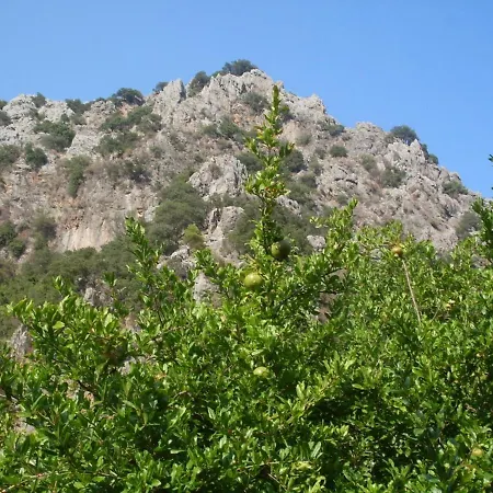 Narcicegi Çıralı